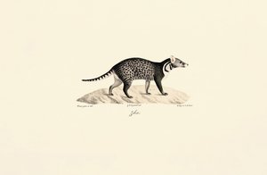 African Civet