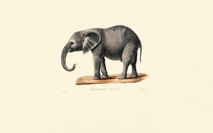 African Elephant (Juvenile) by Jacques Christophe Werner