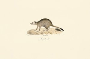 African Mongoose by Jacques Christophe Werner