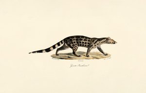 African Palm Civet