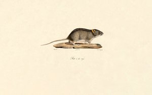 African Striped Grass Mouse