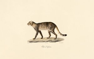 African Wildcat by Jacques Christophe Werner