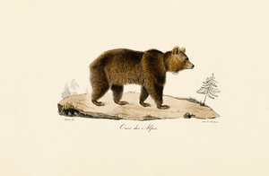 Alpine Brown Bear by Jacques Christophe Werner