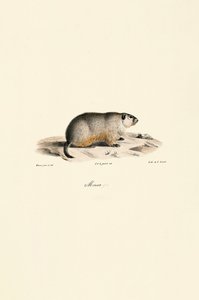 Alpine Marmot (Monax Variant) by Jacques Christophe Werner
