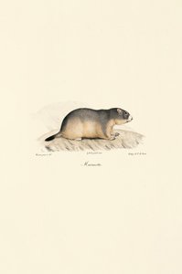 Alpine Marmot by Jacques Christophe Werner