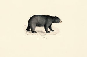 American Black Bear by Jacques Christophe Werner