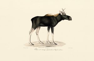 American Moose