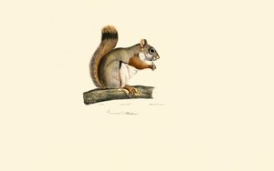 American Red Squirrel by Jacques Christophe Werner