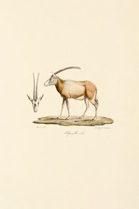 Arabian Gazelle