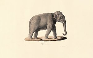 Asian Elephant by Jacques Christophe Werner