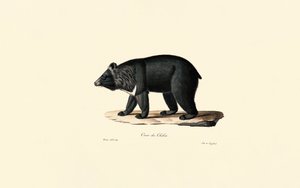 Asiatic Black Bear by Jacques Christophe Werner