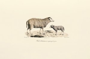 Aurucan Sheep with Lamb by Jacques Christophe Werner