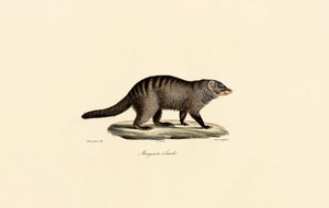 Banded Mongoose by Jacques Christophe Werner