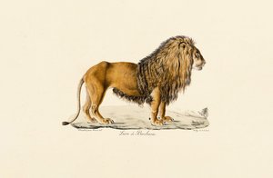 Barbary Lion in Profile by Jacques Christophe Werner