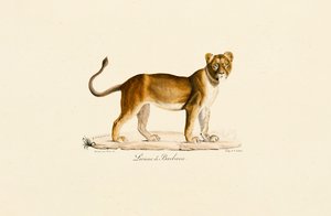 Barbary Lioness in Profile by Jacques Christophe Werner