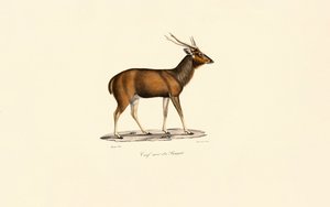 Bengal Axis Deer by Jacques Christophe Werner