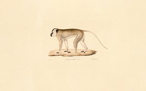 Black-faced Macaque