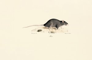 Black Rat by Jacques Christophe Werner
