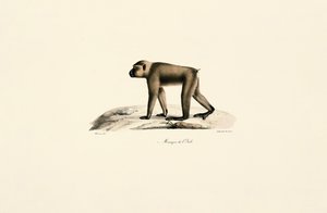 Bonnet Macaque by Jacques Christophe Werner