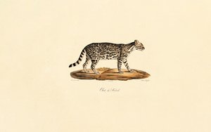 Brazilian Tiger Cat