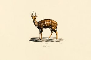 Bushbuck (Male) by Jacques Christophe Werner