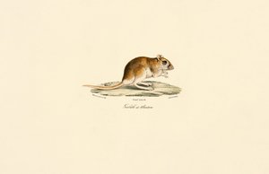 Bushy-tailed Jird by Jacques Christophe Werner