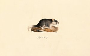 Cape Dormouse by Jacques Christophe Werner