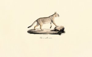 Caracal