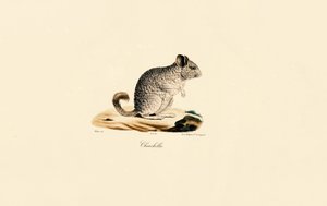 Chinchilla