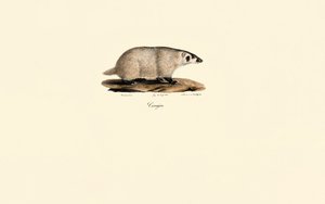 Coati