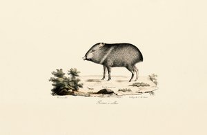 Collared Peccary