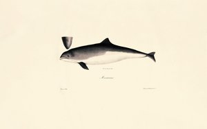 Common Bottlenose Dolphin