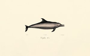 Common Dolphin