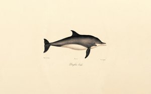 Common Dolphin