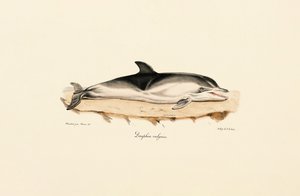 Common Dolphin