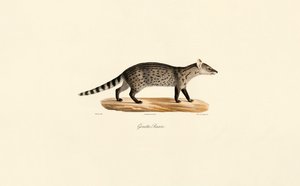 Common Genet