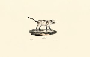 Common Genet by Jacques Christophe Werner