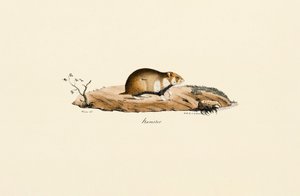 Common Hamster