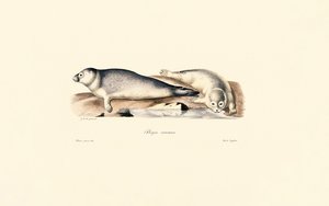 Common Seal by Jacques Christophe Werner