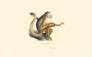 Common Squirrel Monkey by Jacques Christophe Werner