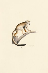 Common Squirrel Monkey on a Branch
