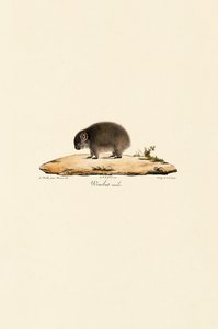 Common Wombat by Jacques Christophe Werner