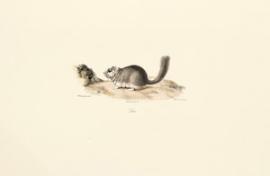 Coypu by Jacques Christophe Werner