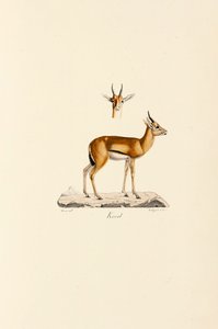 Dorcas Gazelle