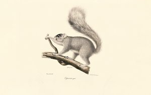 Eastern Gray Squirrel