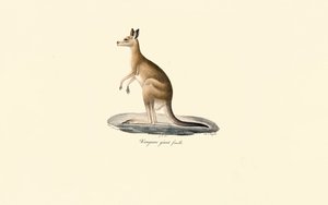Eastern Grey Kangaroo by Jacques Christophe Werner