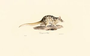 Eastern Quoll by Jacques Christophe Werner