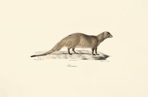 Egyptian Mongoose by Jacques Christophe Werner