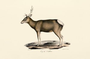 Male Elk by Jacques Christophe Werner
