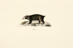 European Badger by Jacques Christophe Werner